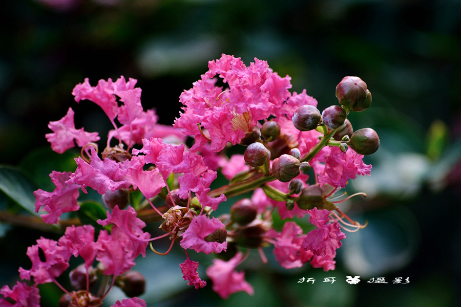 DSC_3806_.jpg