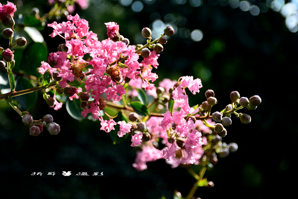 DSC_3727_.jpg