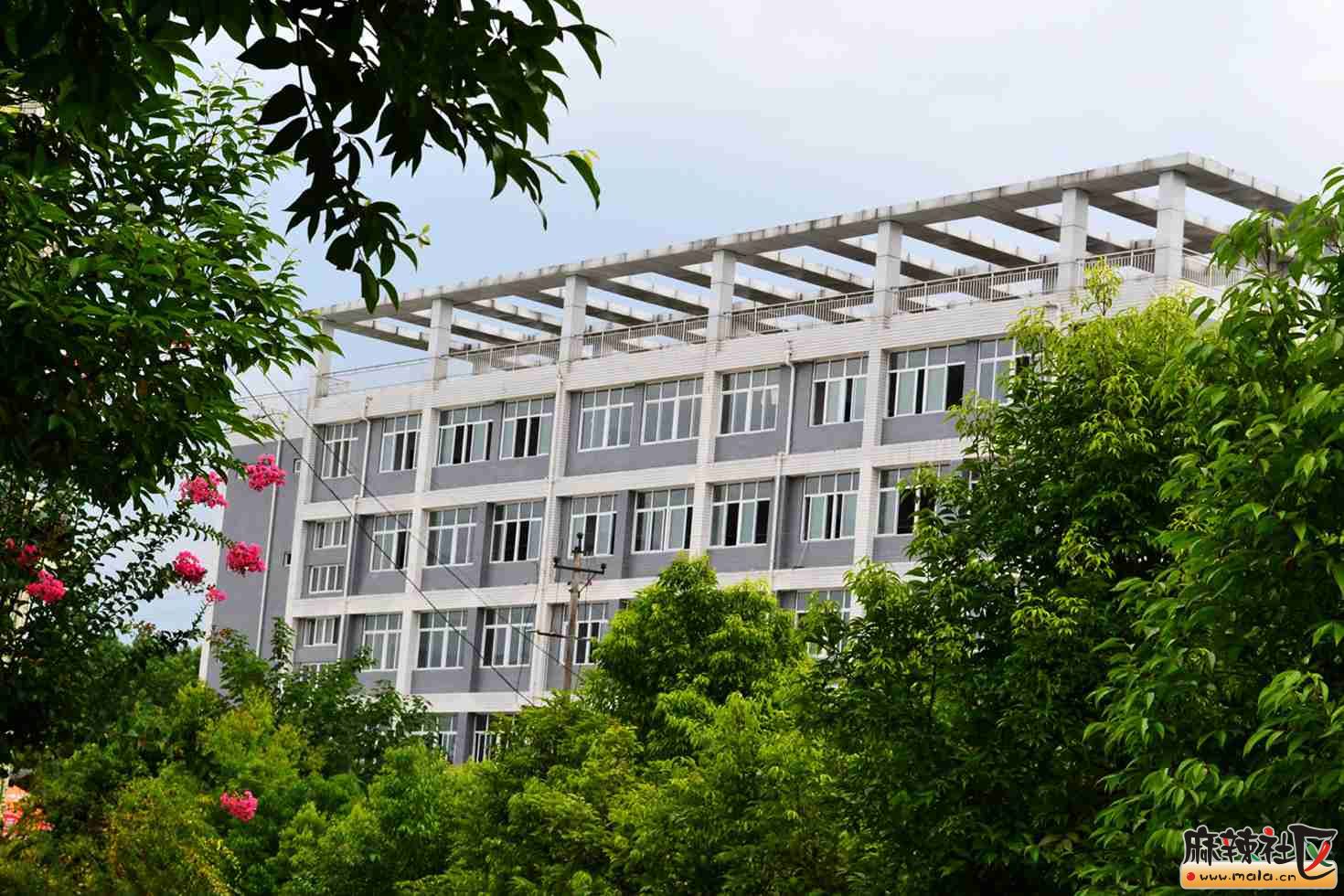 营山中学背后的花香蝶语————校园的小路