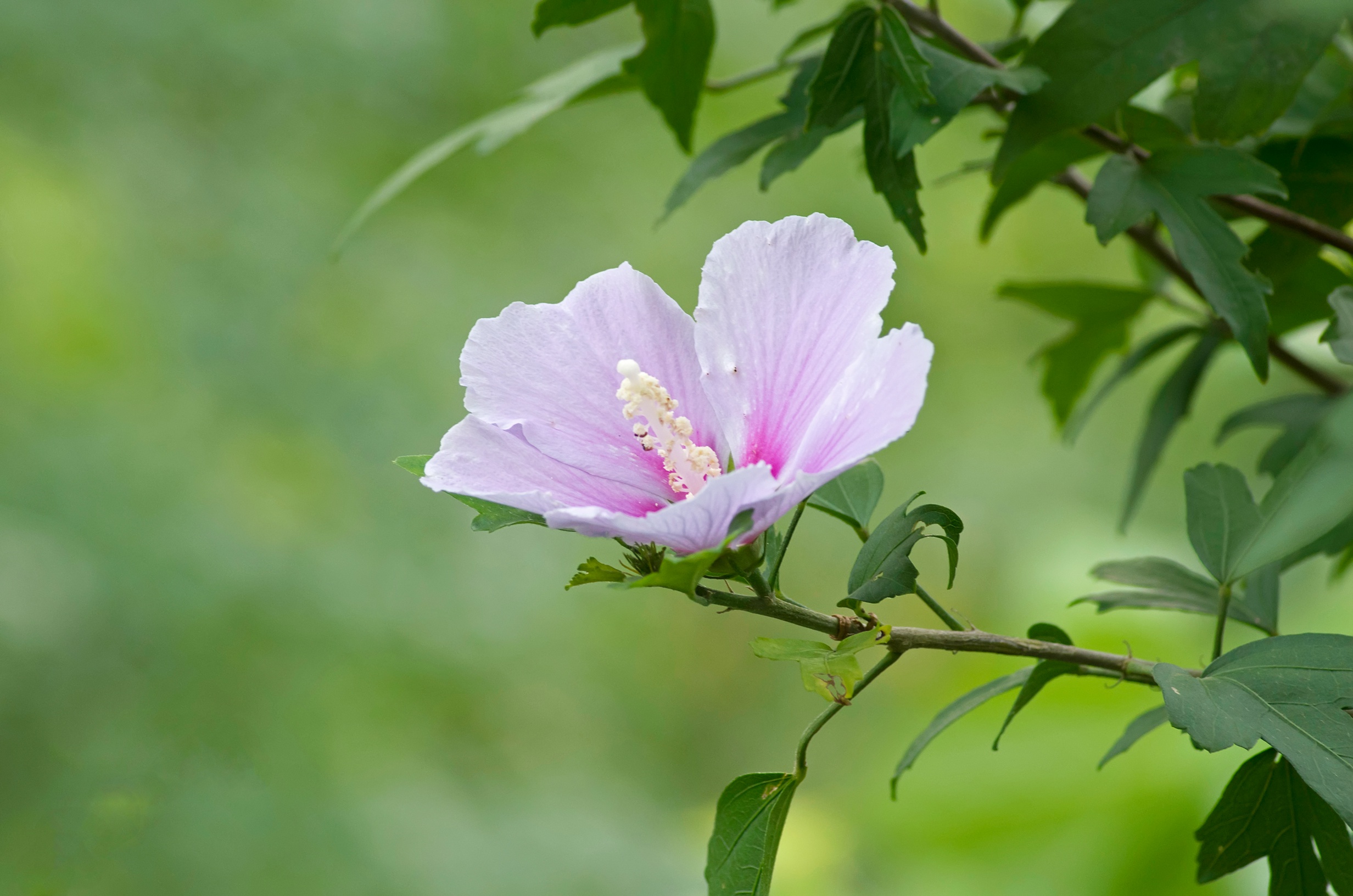 爸爸栽下的树 开花了