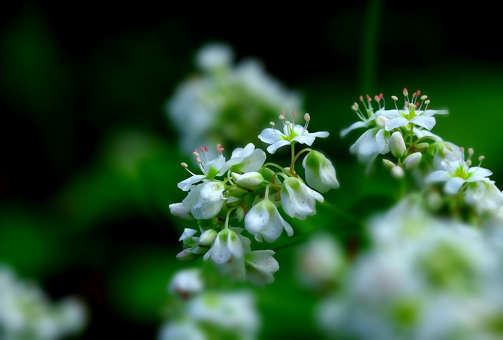 荞麦花3.jpg