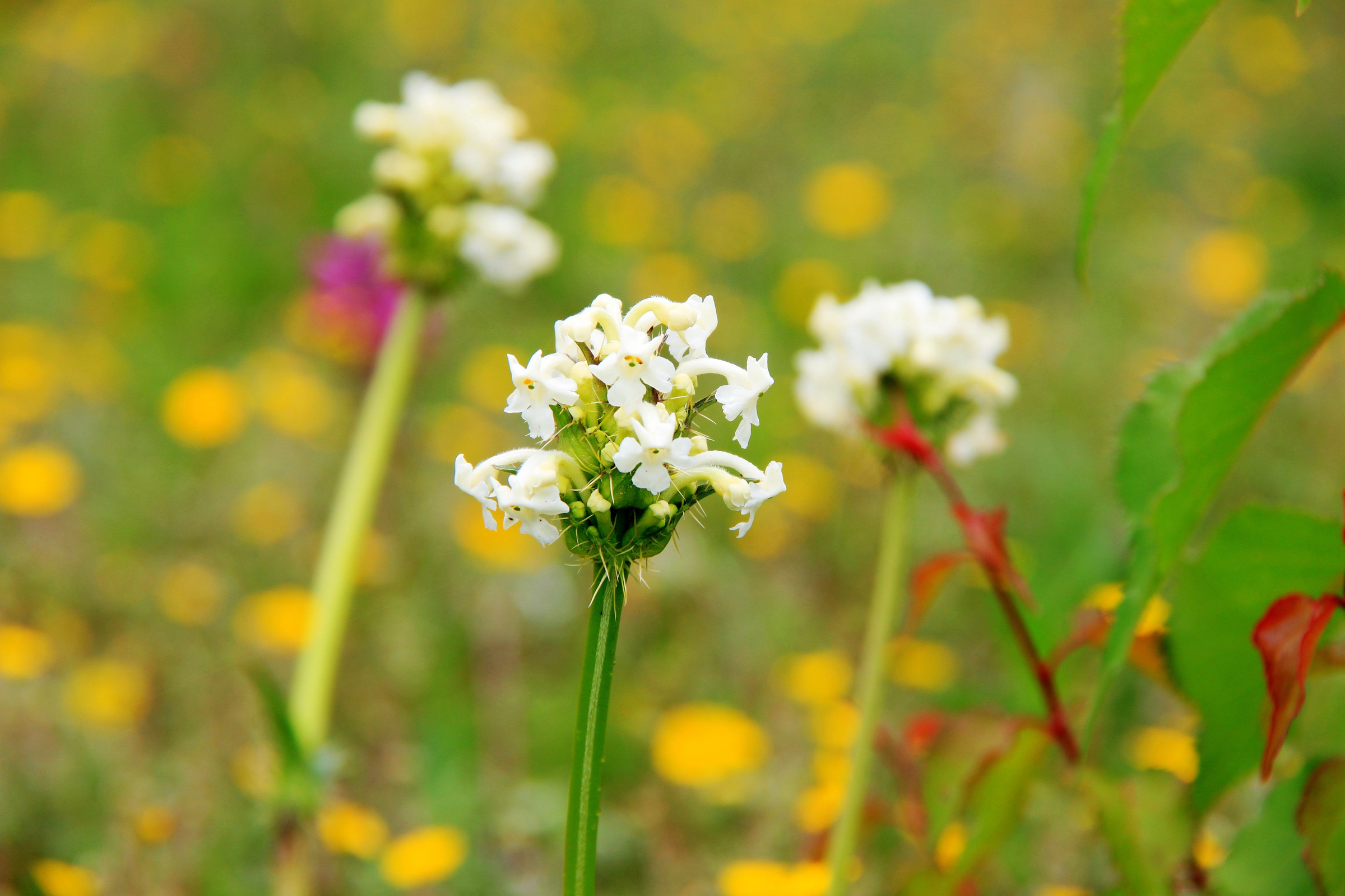 甘孜新龙通宵那一片醉人的花海