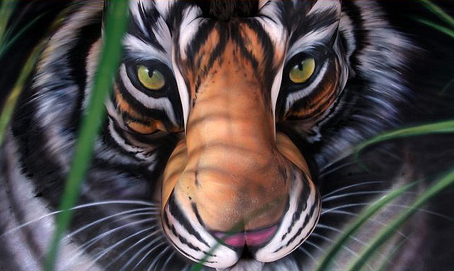 请看老虎是怎样经体绘大师妙手绘成的过程(图片)