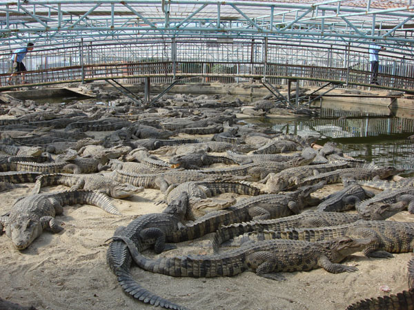 临沂鳄鱼养殖场图片
