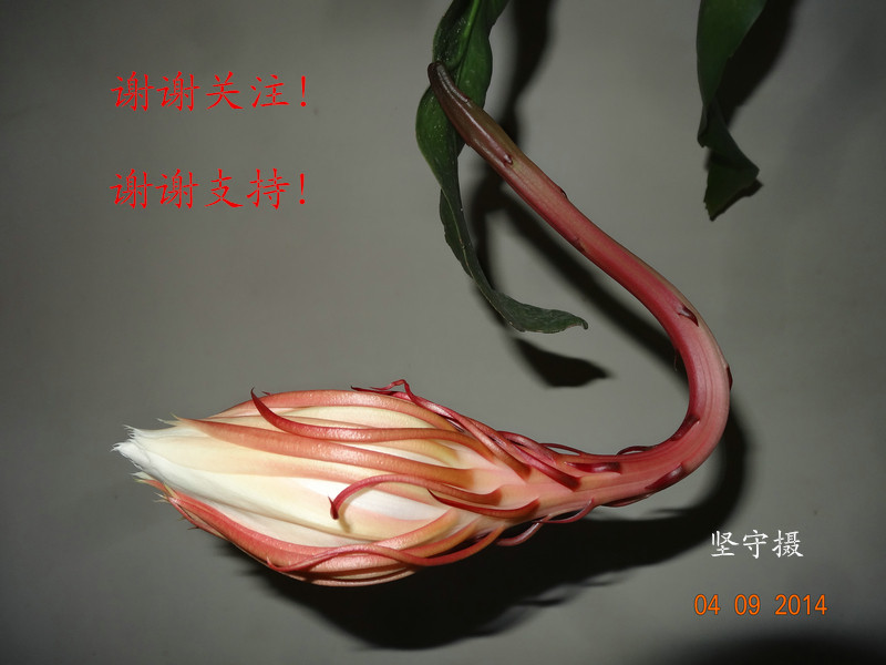 DSC04849.JPG