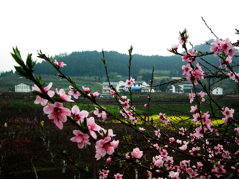 DSCF7698.jpg