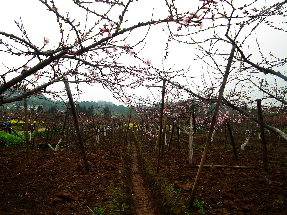 DSCF7700.jpg