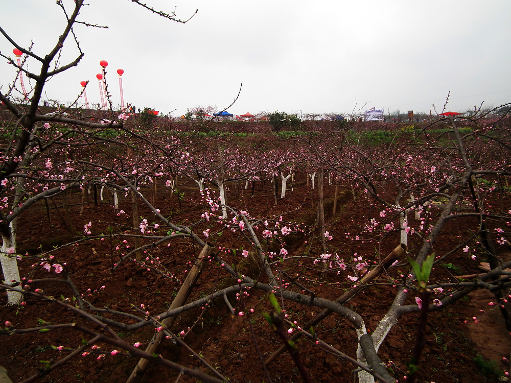 DSCF7701.jpg
