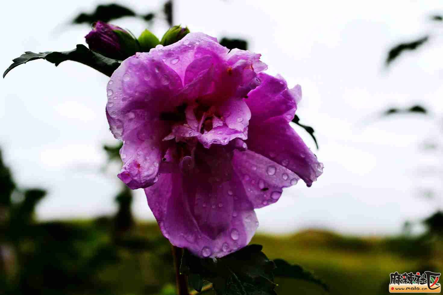 DSC_3956.JPG