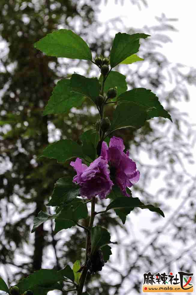 DSC_3966.JPG