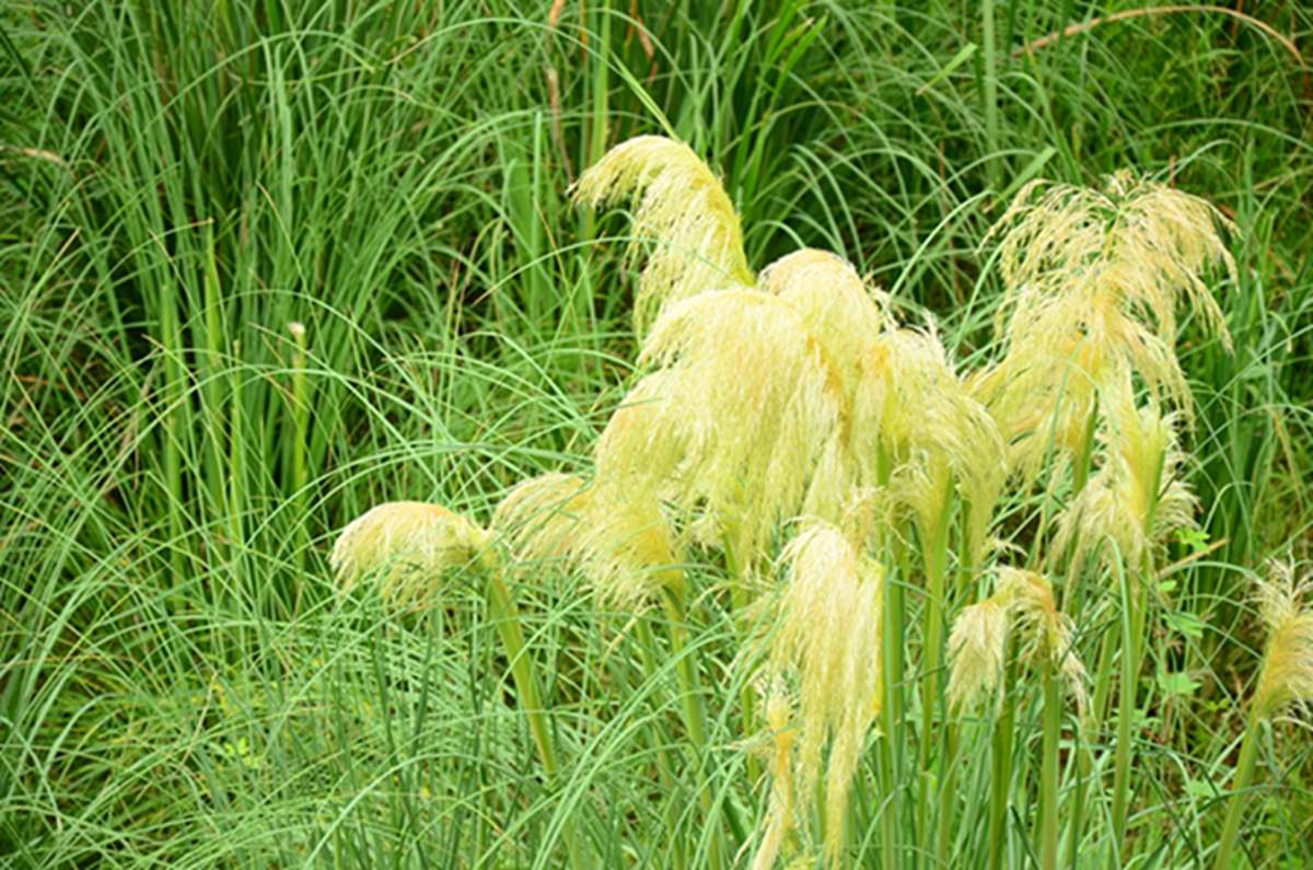 小花仙芦苇花图片