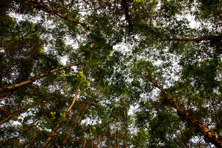 巨桉,一种姿态也可以这么美