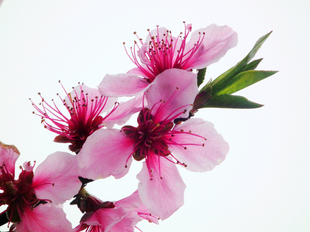 DSCF7695.jpg