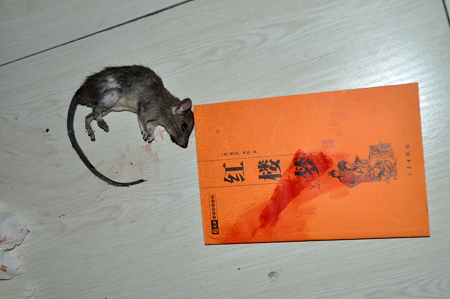 DSC_0016.jpg