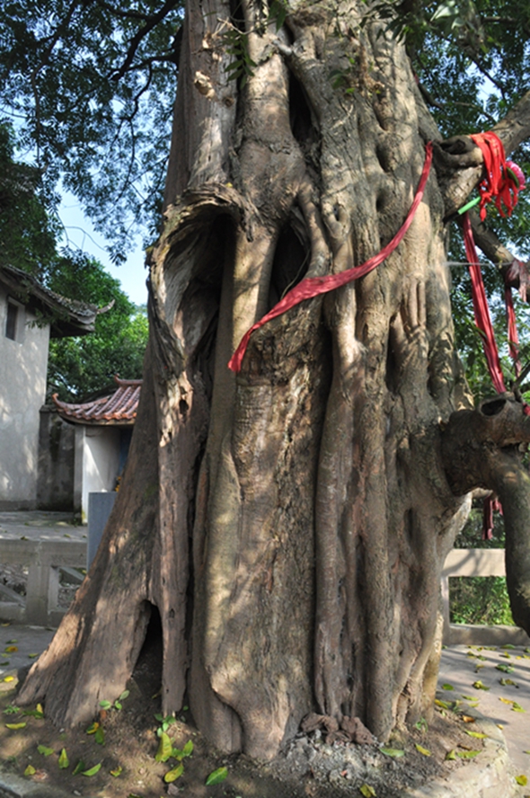 龙行天下,云游八方:国庆小长假,拜谒千年古寺,聆听黄杨共生.