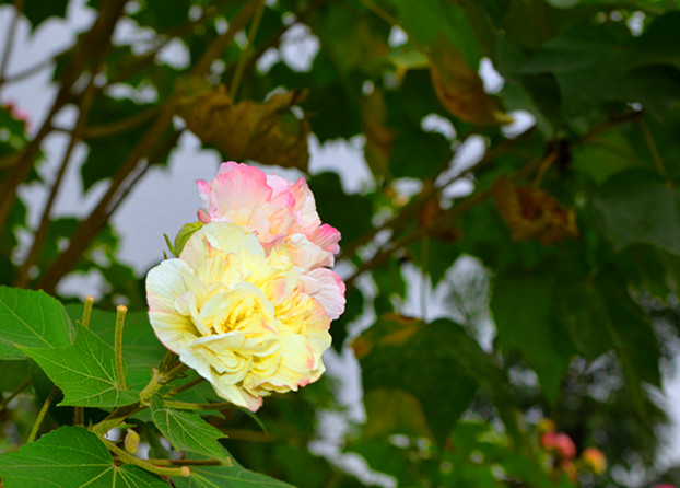 DSC_0592_.jpg