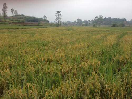 隆昌县石碾镇再生稻喜获丰收