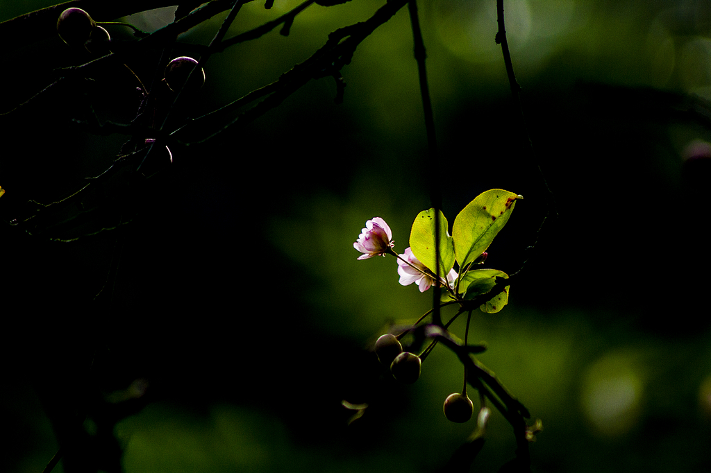 _MG_8811.jpg