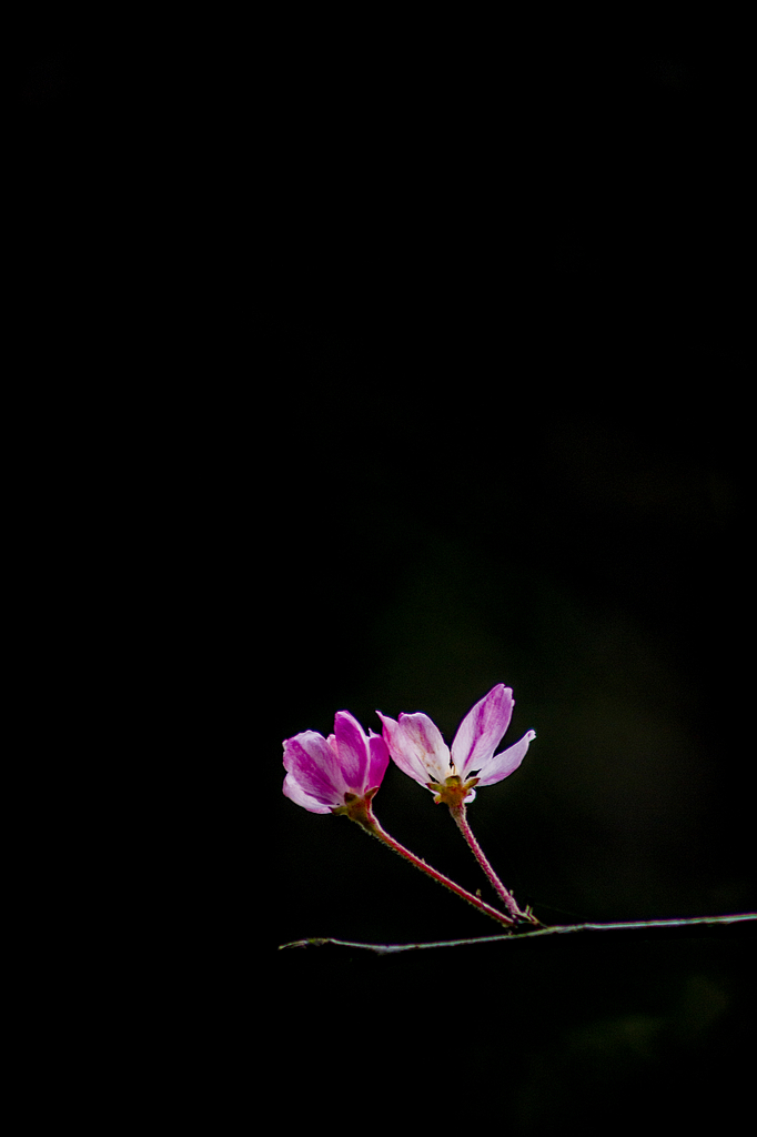 _MG_8823.jpg