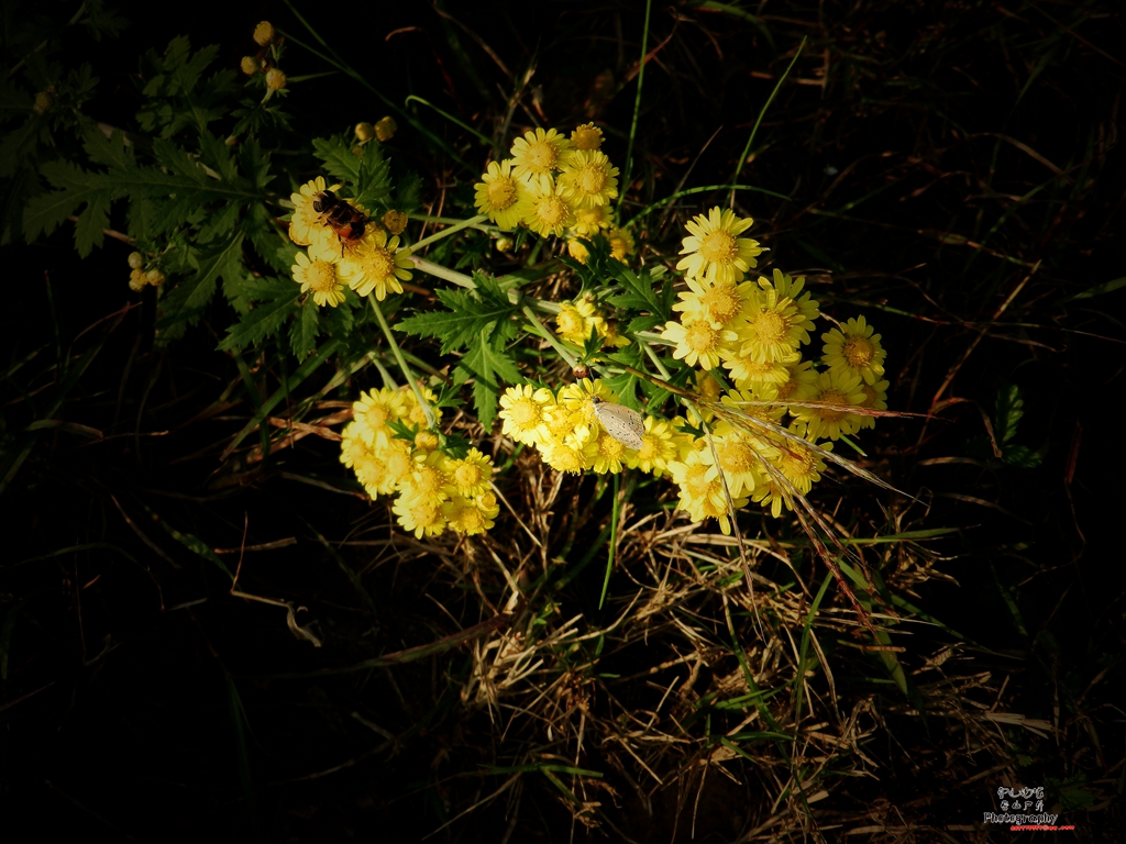 DSCN0928.jpg