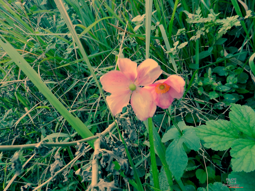 DSCN0947.jpg