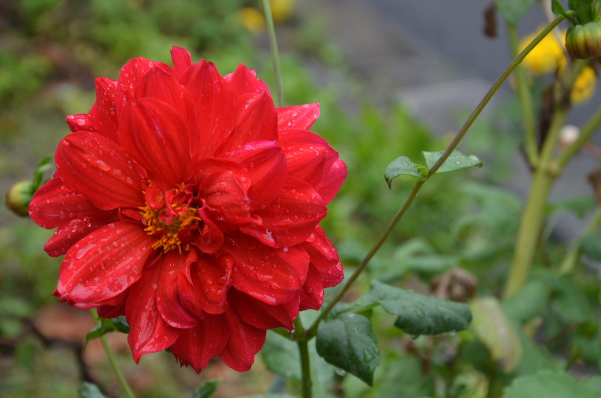 四川红苕花图片