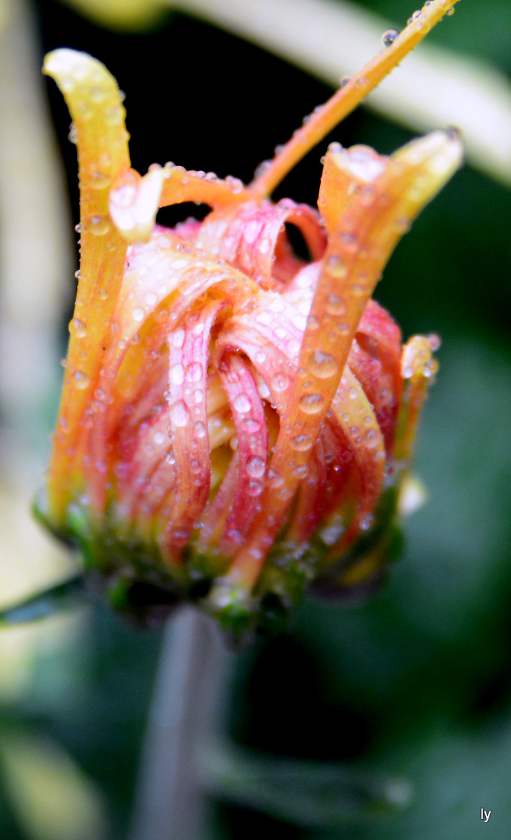 DSC_4953.JPG