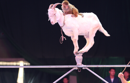 猴羊的表演略显乖萌,小猴子的机灵与白山羊的沉稳完美的结合,在钢丝