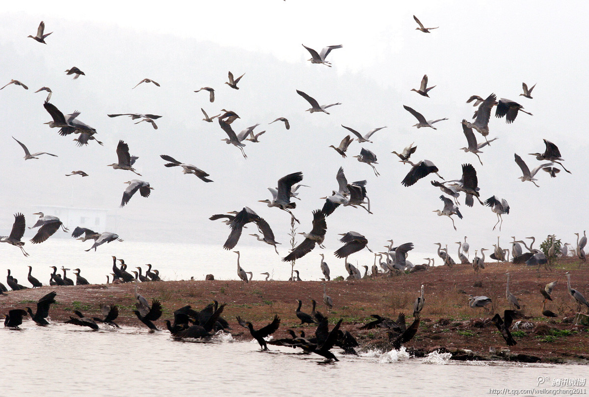 今冬古宇湖迎来候鸟群