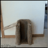 161279976.gif