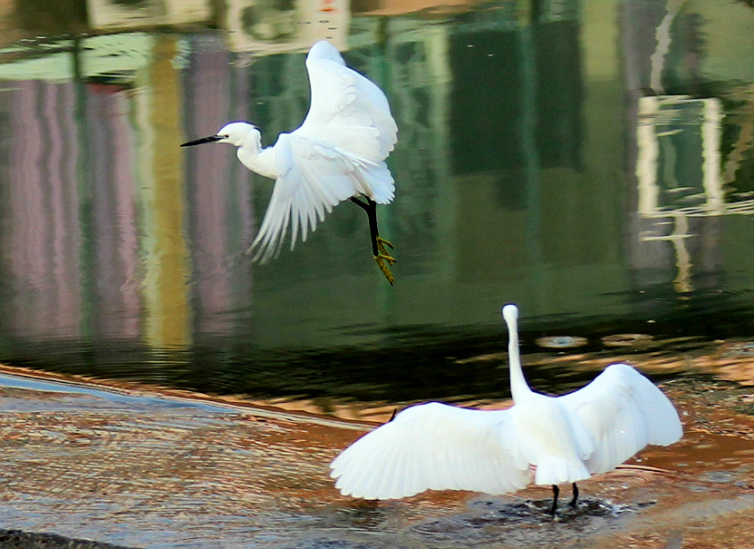 IMG_9723.JPG