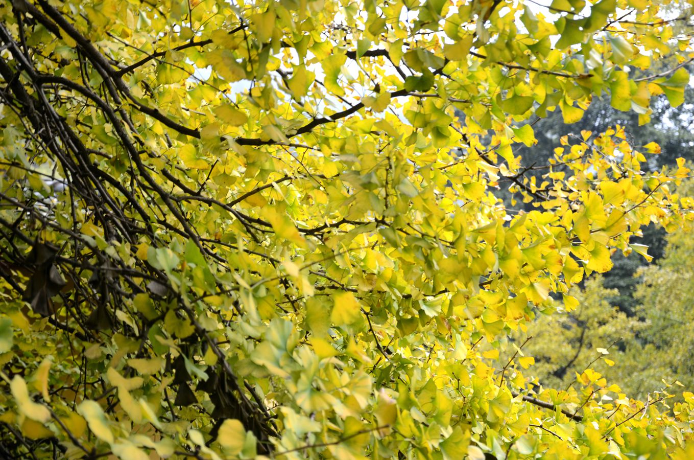 DSC_4354_.jpg