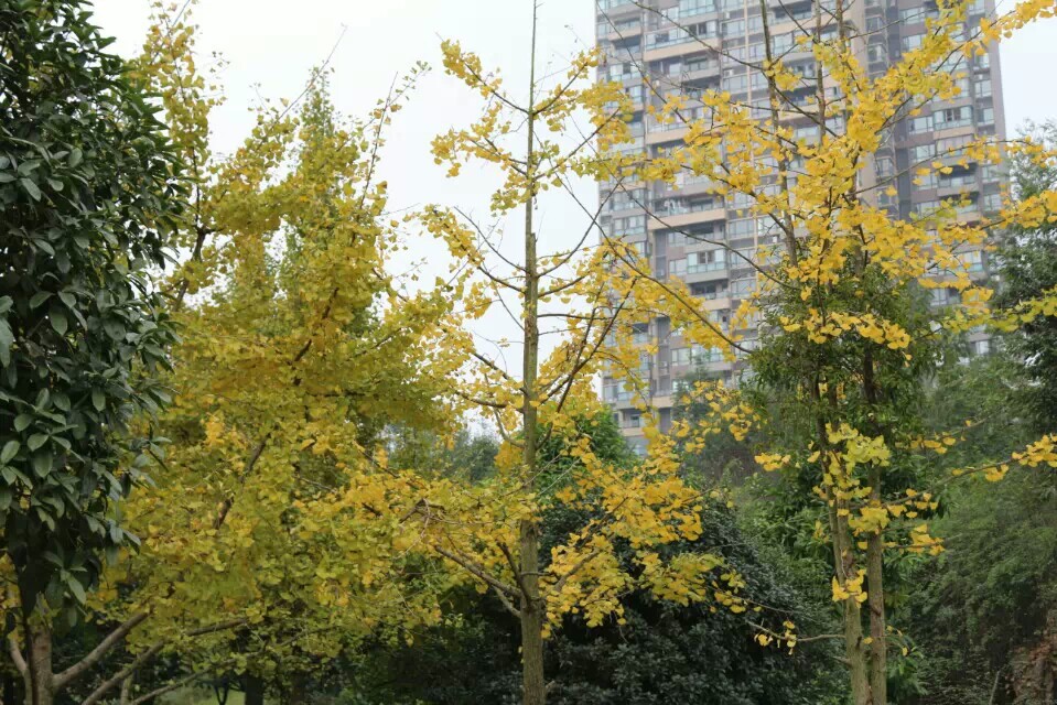 1416487980645.jpeg