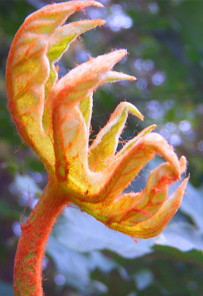 DSCN8518_.jpg