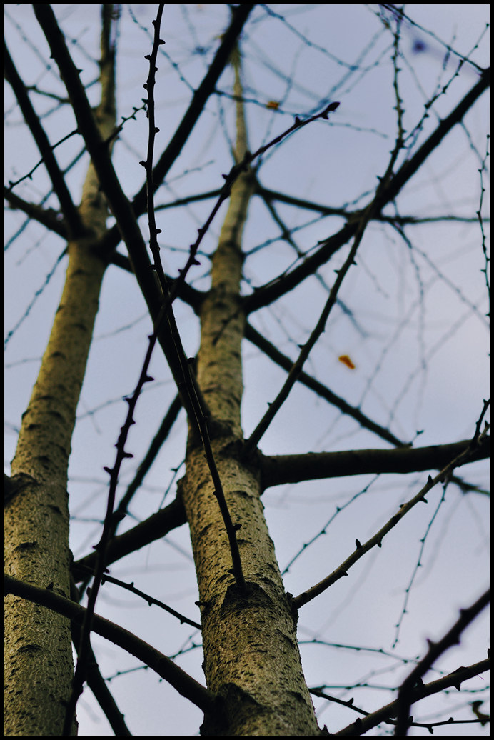 NIKON D9019.jpg