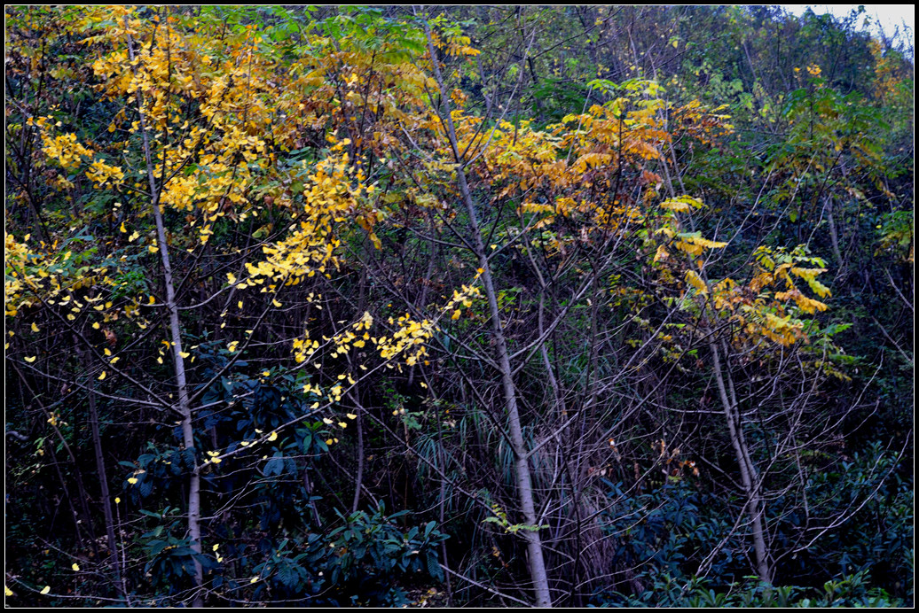 NIKON D9003.jpg