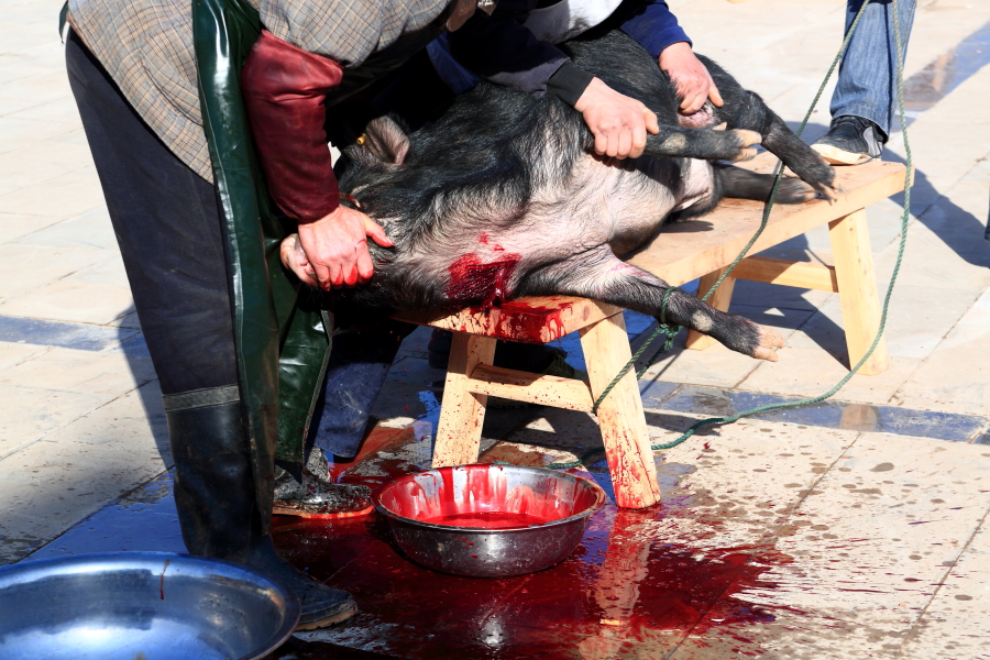 台湾 乌克兰 杀猪图片