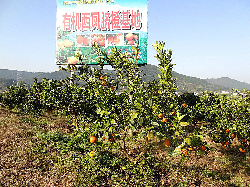 DSC03194_.jpg