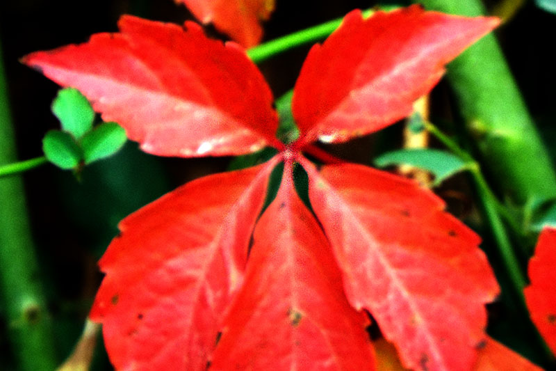 DSCF1002.JPG