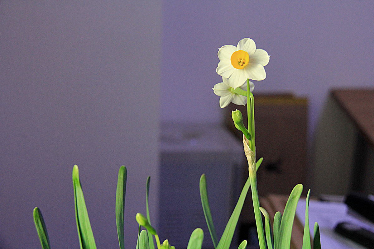 一株水仙