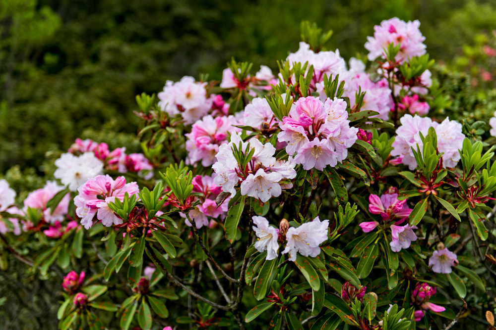 康定杜鹃花烂漫