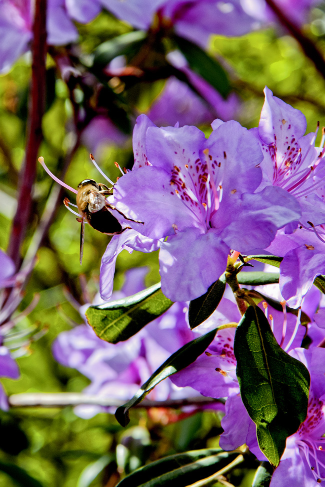 康定杜鹃花烂漫
