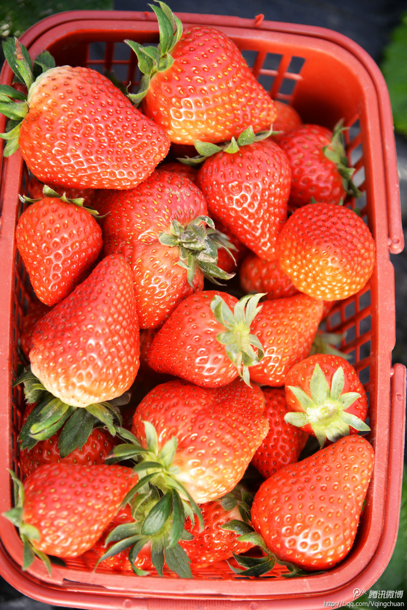 青川也能采摘到新鲜可口的草莓了,近期姚渡平原的生态冬草莓儿已成熟