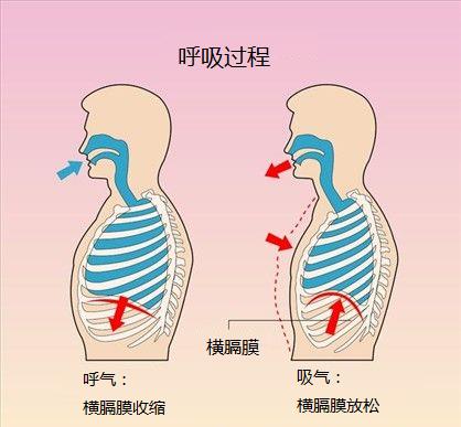 69 合作频道 69 心灵鸡汤 69 呼吸错了,怎么动都白费 横膈膜