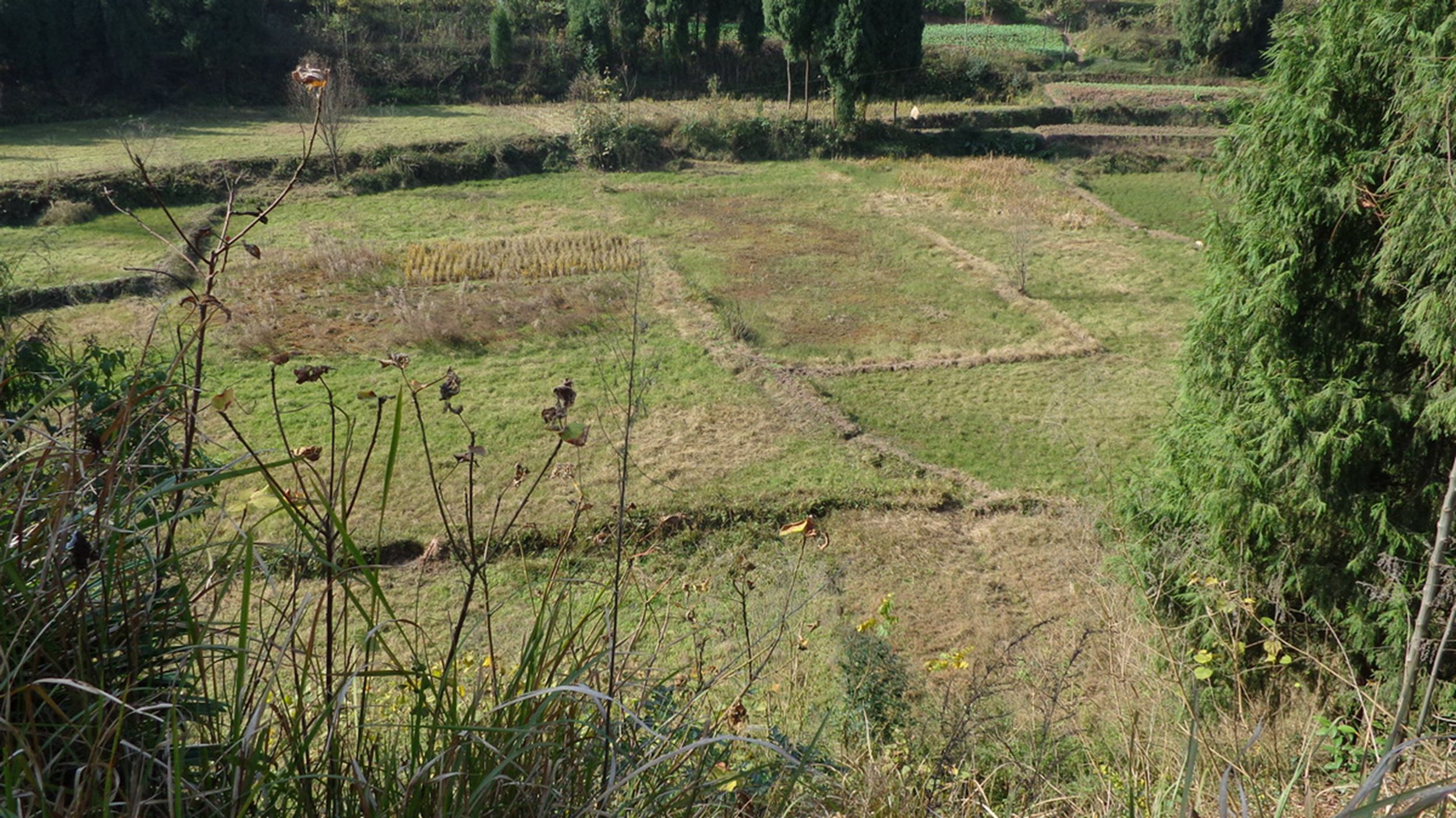 原鱼跃鳝舞的稻田现巳荒废