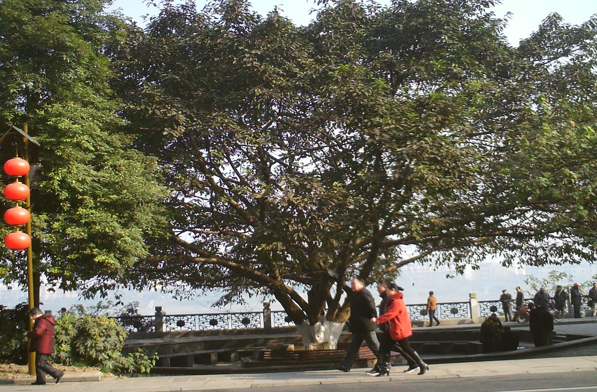 黄桷树—遂宁市的市树