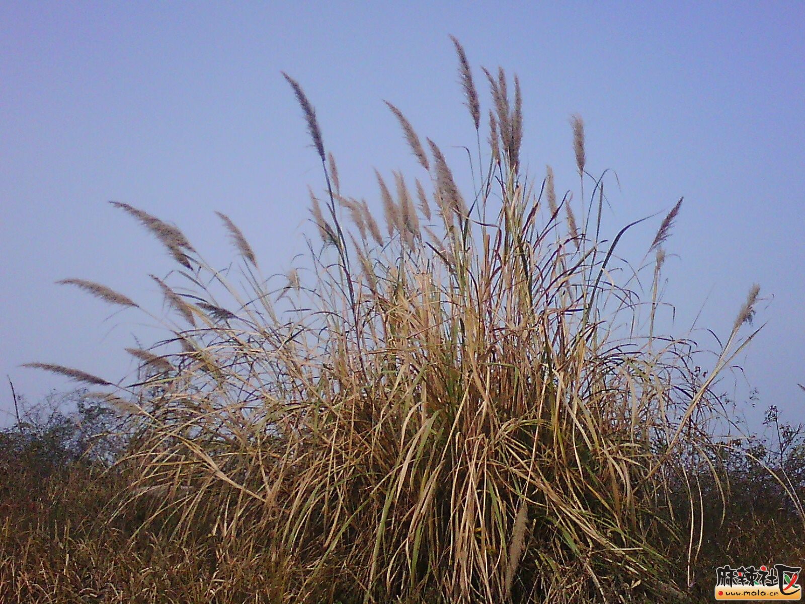 IMG15066.jpg