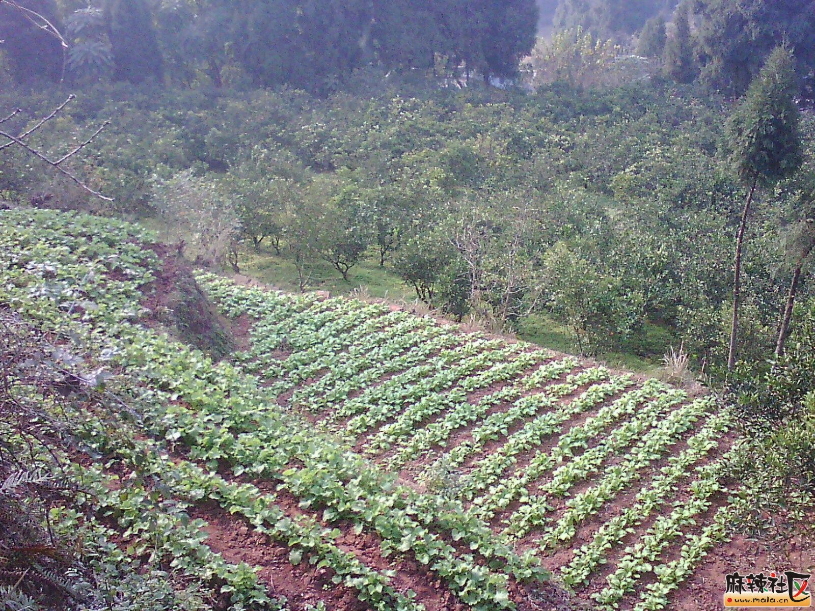 IMG15098.jpg