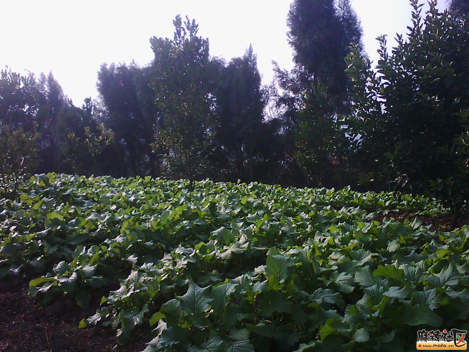 IMG15110.jpg