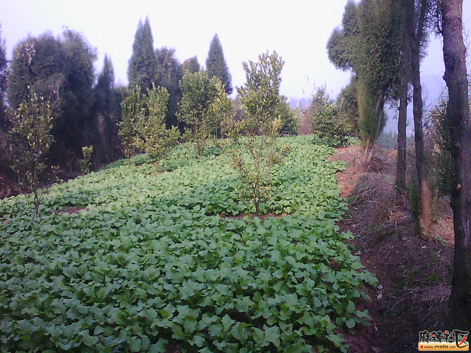 IMG15112.jpg